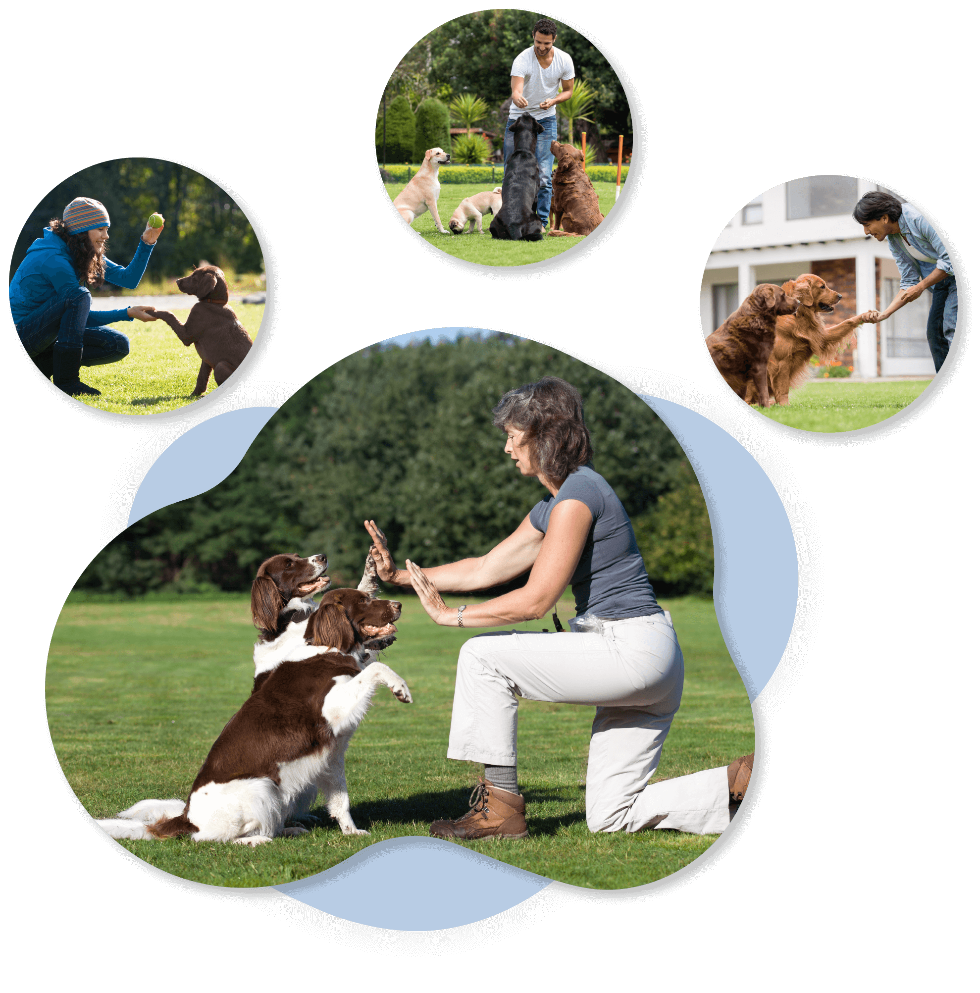Support Dog UK EU Psychiatric Assistance Dog Support Animal Registry